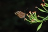 Papillon dans le secteur de las pailas