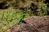 Lézard bien vert