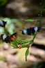 Papillons dans le secteur de las pailas