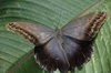 papillon Morpho dans ferme d'élévage à Bijagua