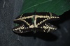 papillons dans ferme d'élévage à Bijagua