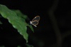 papillon aux ailes transparentes