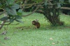 un Agouti