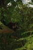 la famille coati dans les arbres au petit matin