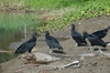 Vautour noir présent partout au Costa Rica