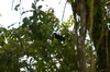 Toucan au Corcovado (péninsule de Osa)