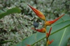 Un oiseau qui se désaltérait dans une fleur d'héliconia