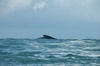 baleine