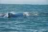 baleine