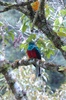 Un Quetzal mâle
