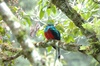 Un Quetzal mâle