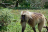 les singes 'Gelada'