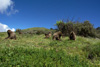 les Geladas sont herbivore