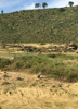 la récolte du Teff, la céréale d'éthiopie