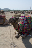 les dromadaires décorés à la foire de Pushkar