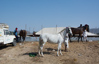 les chevaux aussi font parti des animaux en vente pendant la foire