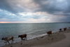 les troupeaux de vaches aiment aussi la plage le soir venu