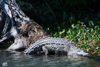 dans la mangrove de Black River