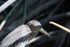 les oiseaux aussi vivent dans la mangrove