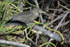 les oiseaux de la mangrove