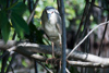 les oiseaux de la mangrove