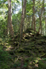 promenade en forêt