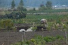 Travaux des champs sur le plateau de Dieng 