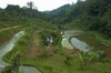 rizières sur la route entre le lac Bratan et le mont Batur 