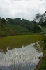 rizières sur la route vers le lac Batur 