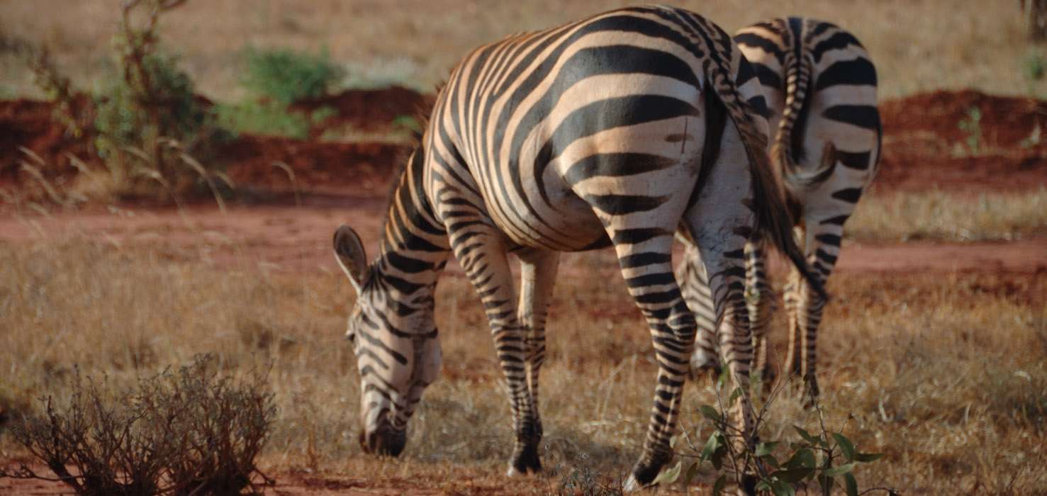 les zèbres à Tsavo NP