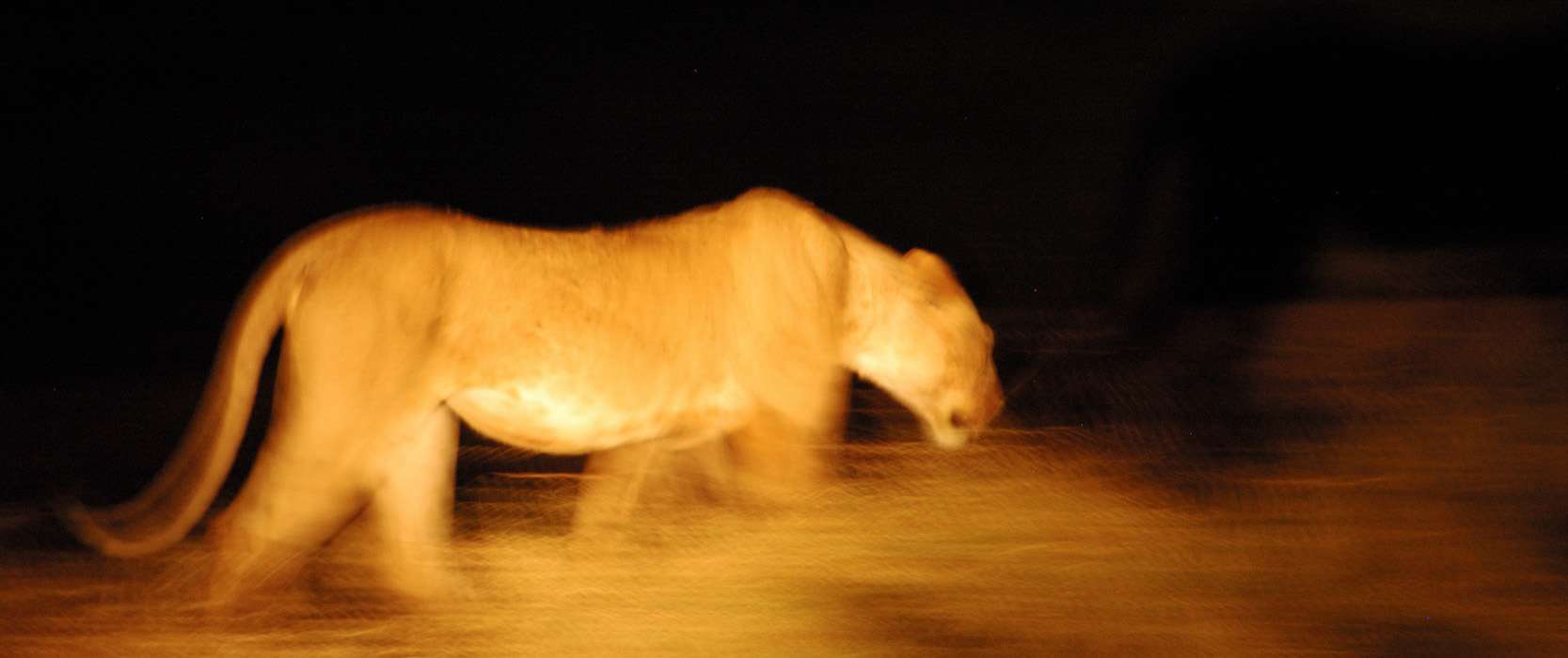 une lionne à Tsavo East
