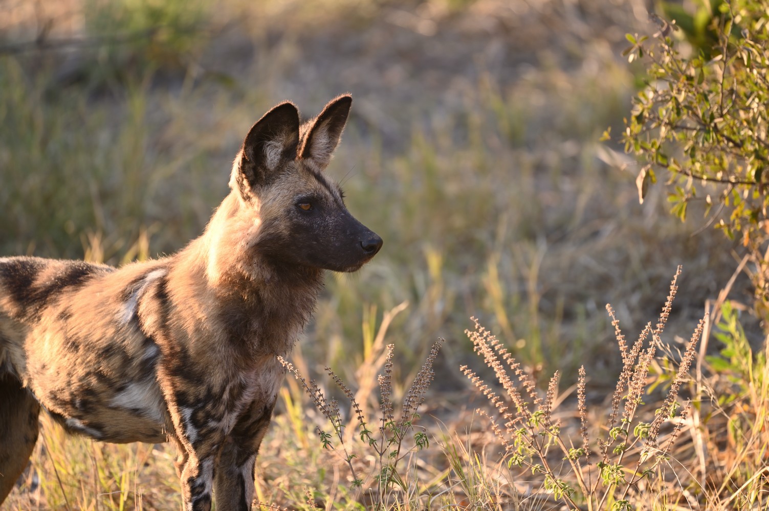 lycaon à Savuti au Botswana