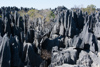 un arbre au milieu des Tsingy