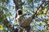 le lémurien Sifaka