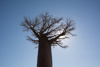 un baobab énorme