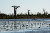 Baobabs