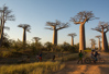 l'allée des baobabs