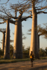 l'allée des baobabs