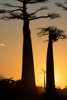le soleil se couche sur l'allée des baobabs