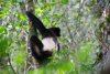 le Sifaka d'edwards