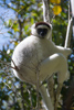 un Sifaka au parc d'Isalo