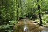 le Parc de Biogradska gora