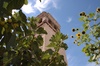 figues, tournesols et clocher