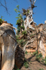 l'arbre étreint le stupa