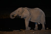 Elephant à Halali