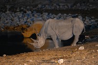 Rhinocéros by night à halali restcamp
