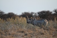 un rhinocéros avec une corne remarquable
