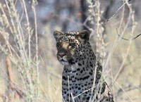 le léopard, un fauve de toute beauté