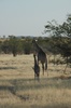 maman Girafe et son Girafon