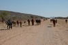 troupeau de vache sur la piste